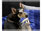 Siberian Husky DOG FOR ADOPTION RGADN-1387309 - CHIPPER - Siberian Husky (medium