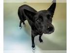 German Shepherd Dog Mix DOG FOR ADOPTION RGADN-1387311 - TAFFY - German Shepherd