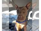 Staffordshire Bull Terrier DOG FOR ADOPTION RGADN-1387313 - CORALINE -
