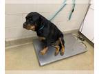 Rottweiler DOG FOR ADOPTION RGADN-1387316 - ESTHER - Rottweiler (medium coat)