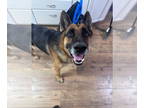 German Shepherd Dog DOG FOR ADOPTION RGADN-1387318 - Thor - German Shepherd Dog