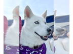 Huskies Mix DOG FOR ADOPTION RGADN-1387319 - Klover - Husky / Mixed (medium