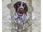 German Wirehaired Pointer DOG FOR ADOPTION RGADN-1387324 - Choco - German
