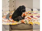 Poodle (Miniature) Mix DOG FOR ADOPTION RGADN-1387332 - Harley - Schnauzer /