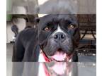 Bullboxer Pit DOG FOR ADOPTION RGADN-1387335 - Beauty - Boxer / Pit Bull Terrier
