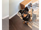 Beagle Mix DOG FOR ADOPTION RGADN-1387336 - LLP Witcher : Geralt - Beagle /