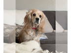 Cocker Spaniel DOG FOR ADOPTION RGADN-1387338 - Sophie - Cocker Spaniel Dog For
