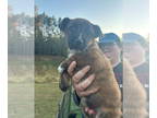 German Shepherd Dog Mix DOG FOR ADOPTION RGADN-1387343 - Rainy - Cattle Dog /