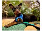 Miniature Pinscher DOG FOR ADOPTION RGADN-1387354 - Batty - Miniature Pinscher