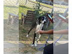 Great Dane DOG FOR ADOPTION RGADN-1387358 - Birdie Kate - Great Dane Dog For