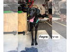 Great Dane DOG FOR ADOPTION RGADN-1387359 - Feyre - Great Dane Dog For Adoption