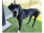 Great Dane DOG FOR ADOPTION RGADN-1387360 - Mako - Great Dane Dog For Adoption