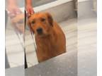 Golden Retriever DOG FOR ADOPTION RGADN-1387362 - SAGE - Golden Retriever