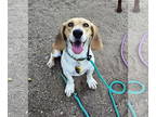 Bagle Hound DOG FOR ADOPTION RGADN-1387367 - Hazel - Beagle / Basset Hound /