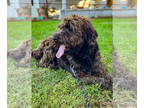 Poodle (Standard) Mix DOG FOR ADOPTION RGADN-1387368 - Hershey Bar - Poodle