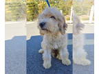 Aussiedoodle DOG FOR ADOPTION RGADN-1387372 - Cotton Joe (NOT YET AVAILABLE) -