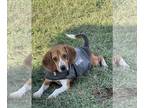 Beagle DOG FOR ADOPTION RGADN-1387373 - Shorty - Beagle Dog For Adoption