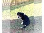 Beagle Mix DOG FOR ADOPTION RGADN-1387374 - Conway - Beagle / Mixed Dog For