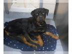 Rottweiler DOG FOR ADOPTION RGADN-1387379 - SPORT - Rottweiler (medium coat) Dog