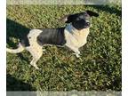 Beagle Mix DOG FOR ADOPTION RGADN-1387383 - STORMY - Beagle / Mixed (medium
