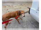 Golden Retriever Mix DOG FOR ADOPTION RGADN-1387391 - JAX - Golden Retriever /