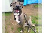 Labrador Retriever-Siberian Husky Mix DOG FOR ADOPTION RGADN-1387393 - *HAZEL -