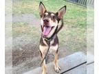 Huskies -Pharaoh Hound Mix DOG FOR ADOPTION RGADN-1387394 - LUNA - Pharaoh Hound