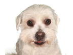 Hava-Apso DOG FOR ADOPTION RGADN-1387398 - Charlie - Havanese / Lhasa Apso /