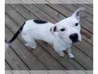 American Pit Bull Terrier Mix DOG FOR ADOPTION RGADN-1387409 - Snow White