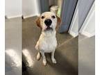 Pointer Mix DOG FOR ADOPTION RGADN-1387410 - Chef - Pointer / Hound / Mixed Dog