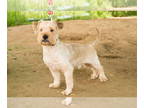 Shih Tzu Mix DOG FOR ADOPTION RGADN-1387413 - Scrappy - Shih Tzu / Mixed Dog For
