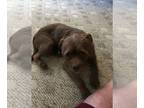Border Terrier Mix DOG FOR ADOPTION RGADN-1387414 - Choco - Border Terrier /
