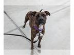 Boxer Mix DOG FOR ADOPTION RGADN-1387416 - PRINCESS - Boxer / Mixed (medium