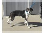 Bagle Hound DOG FOR ADOPTION RGADN-1387418 - RUBBER DUCKY - Basset Hound /