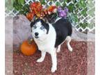 Siberian Husky DOG FOR ADOPTION RGADN-1387424 - NIKO - Siberian Husky (medium