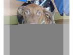 Shepradors DOG FOR ADOPTION RGADN-1387428 - SAVANNAH - Labrador Retriever /
