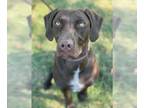 German Shorthaired Pointer DOG FOR ADOPTION RGADN-1387434 - LUCIE - German