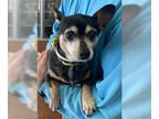 Miniature Pinscher DOG FOR ADOPTION RGADN-1387445 - Chiquita - Miniature