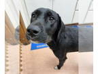 Labradoodle DOG FOR ADOPTION RGADN-1387446 - Annie: at the shelter - Poodle