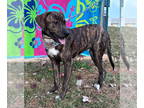 Poodle (Standard) Mix DOG FOR ADOPTION RGADN-1387447 - Aggie: At shelter - Hound