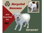 Poodle (Miniature) Mix DOG FOR ADOPTION RGADN-1387462 - Grover (Recycle) -