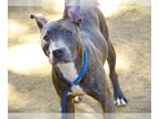 American Pit Bull Terrier DOG FOR ADOPTION RGADN-1387466 - SMURFETTE - American