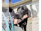 Labrenees DOG FOR ADOPTION RGADN-1387467 - Lukie *FOSTER HOME NEEDED* - Labrador