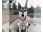 Siberian Husky DOG FOR ADOPTION RGADN-1387471 - BAMBI - Siberian Husky (medium