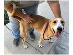 Labrador Retriever-Siberian Husky Mix DOG FOR ADOPTION RGADN-1387474 - CALEB -