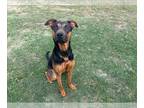 Beauceron Mix DOG FOR ADOPTION RGADN-1387475 - SIERRA - Beauceron / Mixed