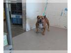 Bullypit DOG FOR ADOPTION RGADN-1387491 - SORA - Pit Bull Terrier / American