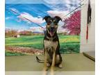 Doberman Pinscher Mix DOG FOR ADOPTION RGADN-1387505 - A538771 - Doberman