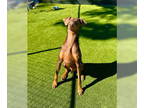 Doberman Pinscher DOG FOR ADOPTION RGADN-1387507 - Buster - Doberman Pinscher