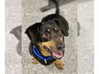 Black and Tan Coonhound-Dachshund Mix DOG FOR ADOPTION RGADN-1387511 - EVEREST -